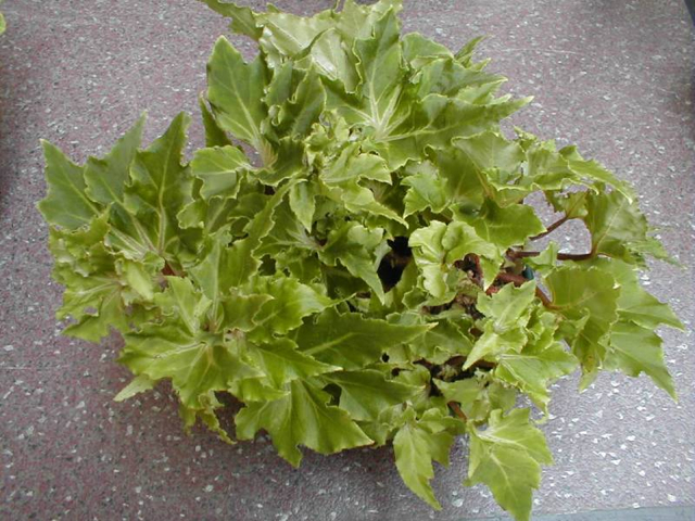 B. ‘Green Topaz’